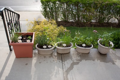 A close up of an herb garden.