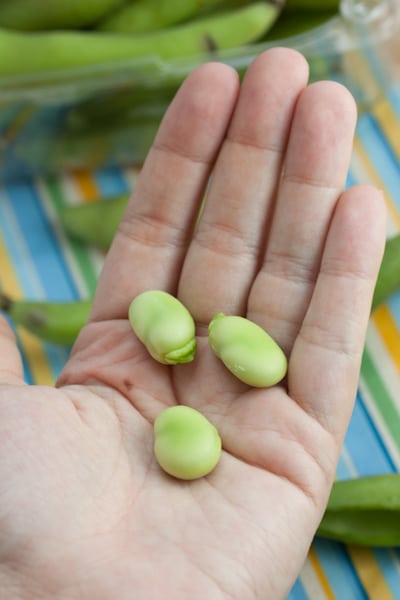 A hand holding 3 fava beans.