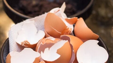 Breakfast Scraps Can Benefit Your Garden!