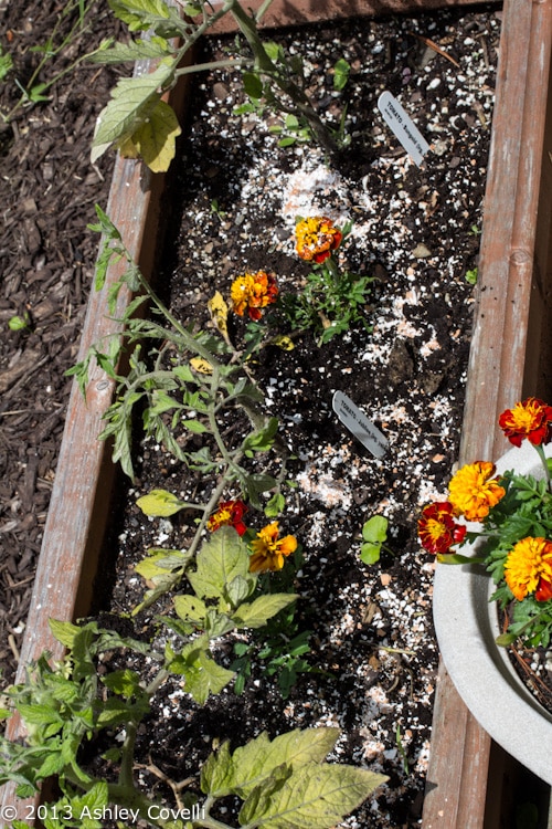 Breakfast Scraps Can Benefit Your Tomato Plants!