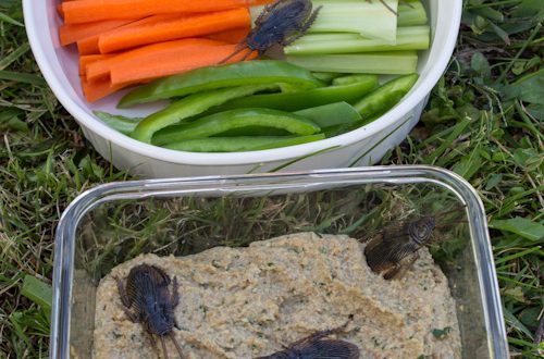 Roasted Roach Dip (Walnut Dip with Garlic)