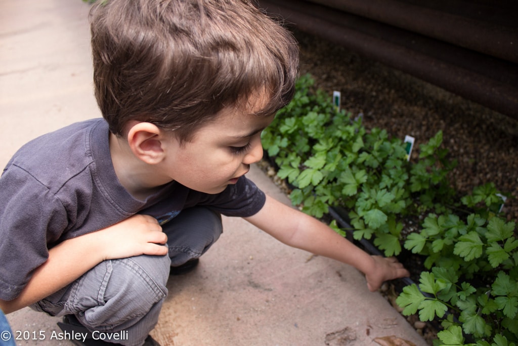 Earth Day Garden 2015