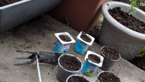 Earth Day Garden 2015