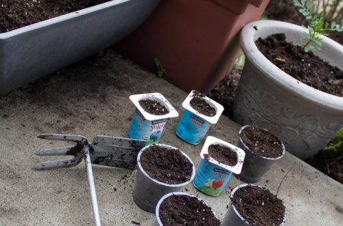 Earth Day Garden 2015