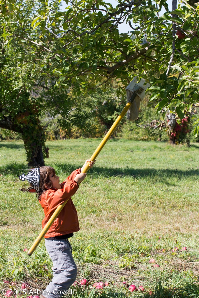 Apple Picking 2015