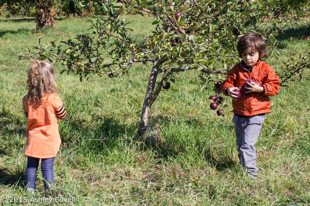 Apple Picking 2015