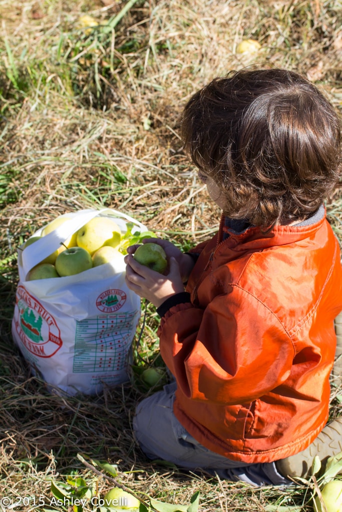 Apple Picking 2015