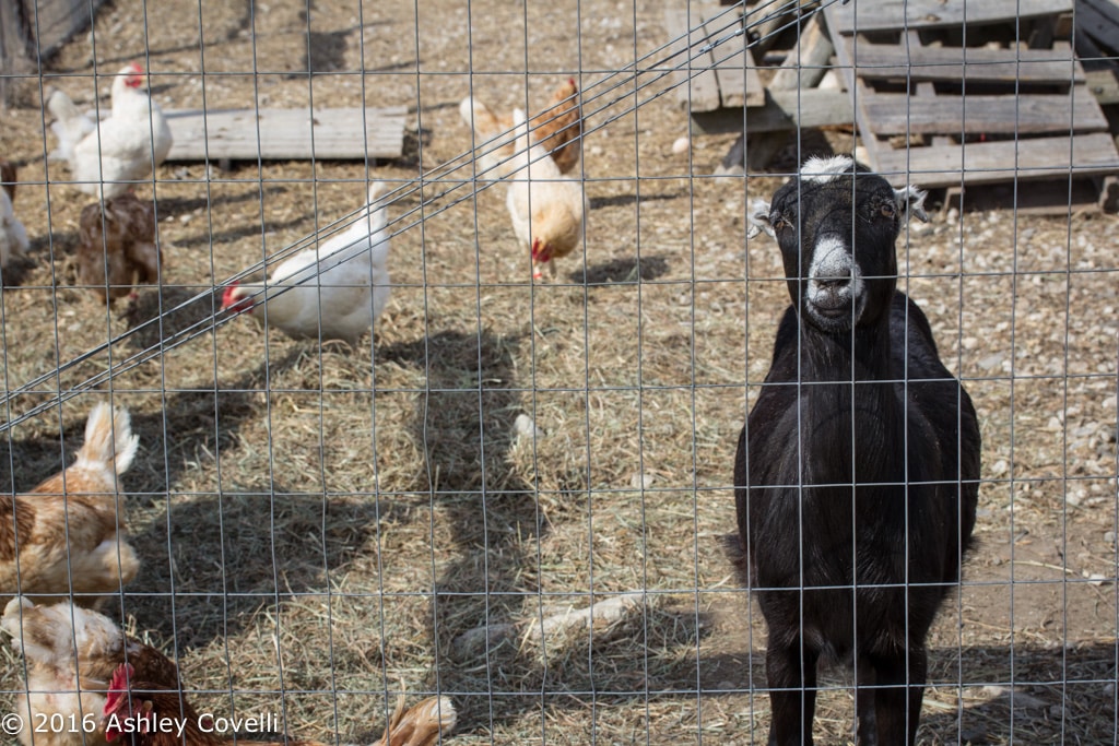 Big Flavors from the Farm Volume 1: Hilltop Hanover Farm & Environmental Center