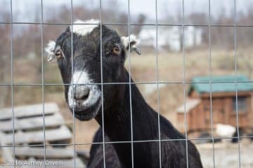 Big Flavors from the Farm Volume 1: Hilltop Hanover Farm & Environmental Center