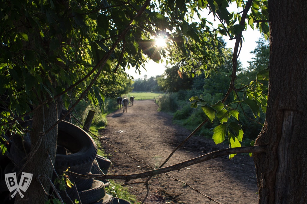 Big Flavors from the Farm Volume 5: Stonyfield Farm Tour Part 1