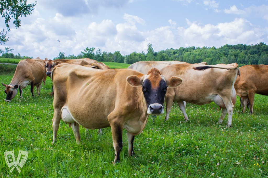 Big Flavors from the Farm Volume 5: Stonyfield Farm Tour