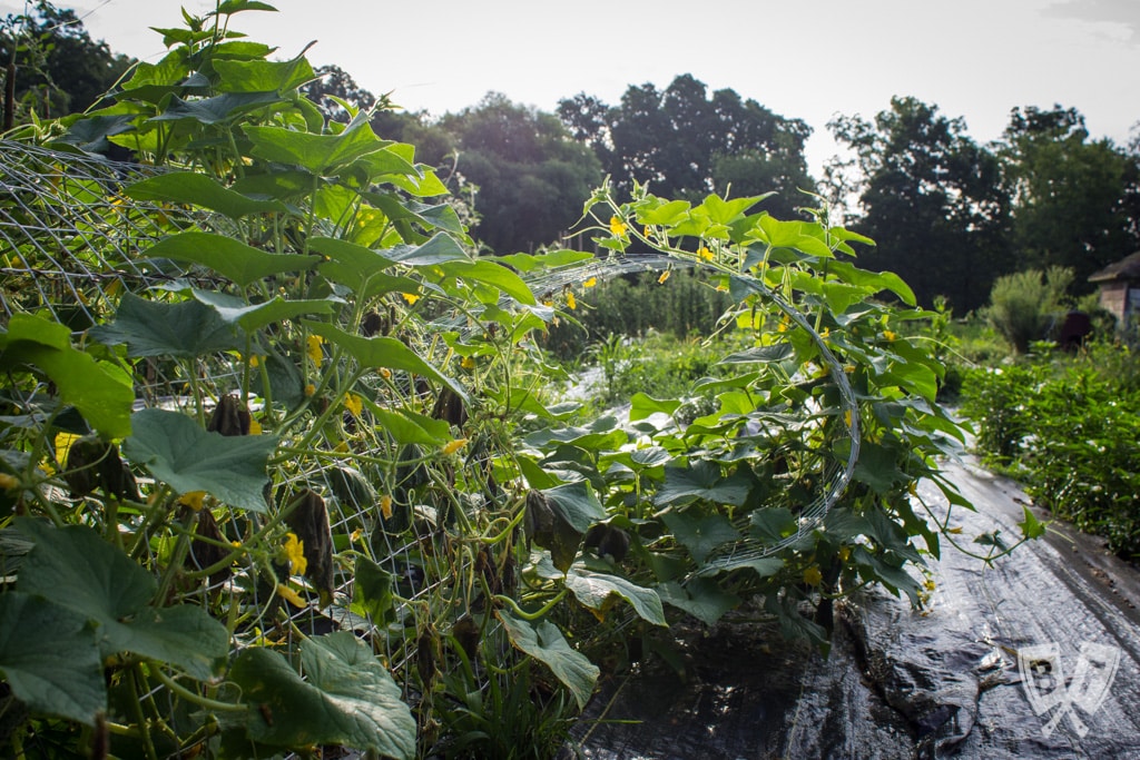 This installment of #BigFlavorsFromTheFarm features a visit to Fable: From Farm to Table in Ossining, New York and a chat with owner Tom Deacon.