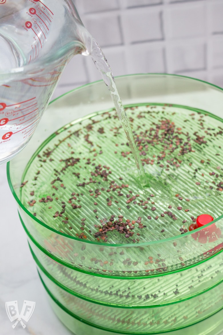 A measuring cup pouring water into a vertical sprouting canister kit full of seeds.