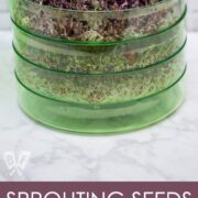 ¾ view of a vertical style seed sprouting kit.