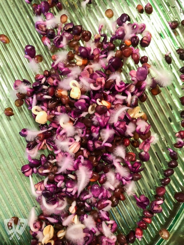 Close-up of radish seeds with fuzzy tails.