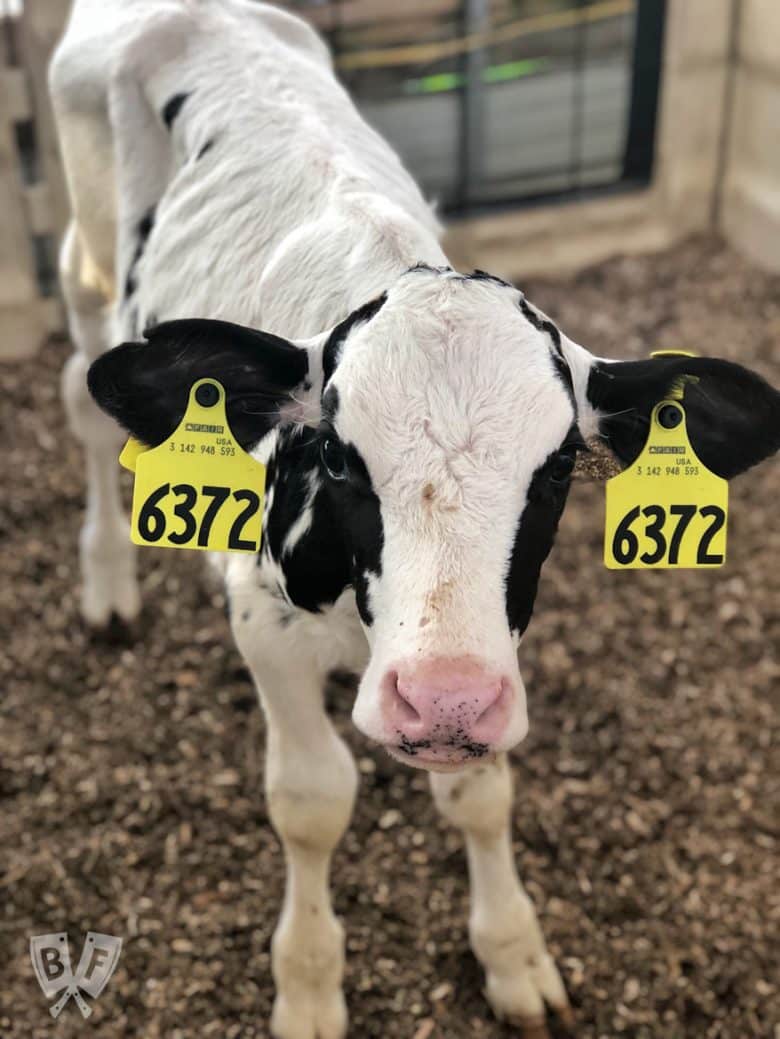 Baby cow on a farm.