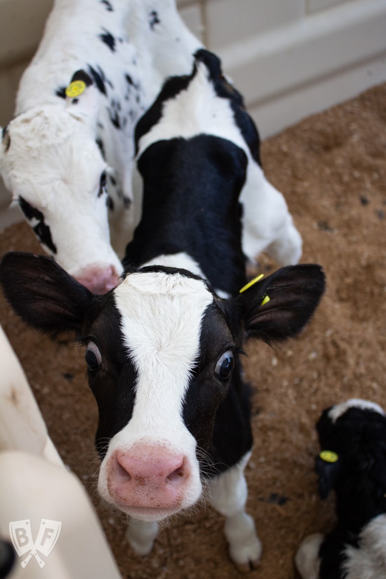 Overhead view of a baby cow looking at the camera.