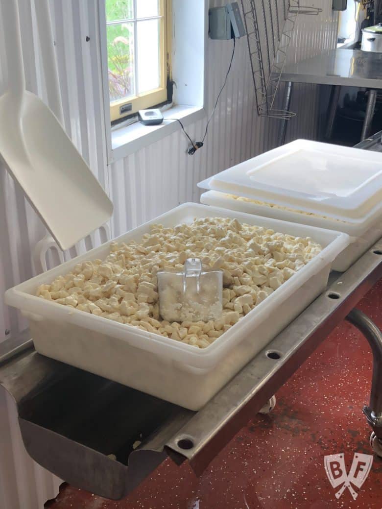 A vat of freshly made cheese curds on the farm.